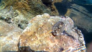 Sea Flea - Nerocilia bivittata