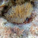 Trumpet anemone - Aiptasia mutabilis