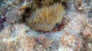 Trumpet anemone - Aiptasia mutabilis