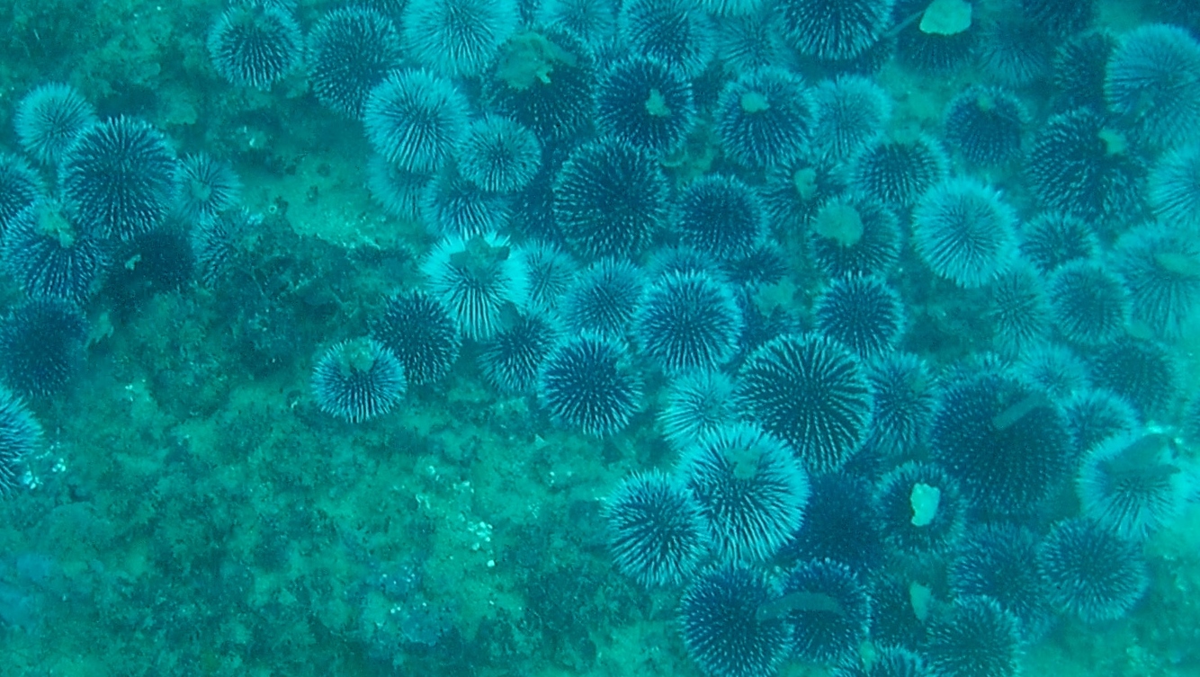 ricci di mare in riproduzione – sea urchins in reproduction – intotheblue.it – vlcsnap-2018-06-06-09h24m59s876