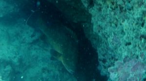 cernia bruna – dusky grouper – epinephelus marginatus – intotheblue.it – vlcsnap-2018-12-27-15h24m03s240