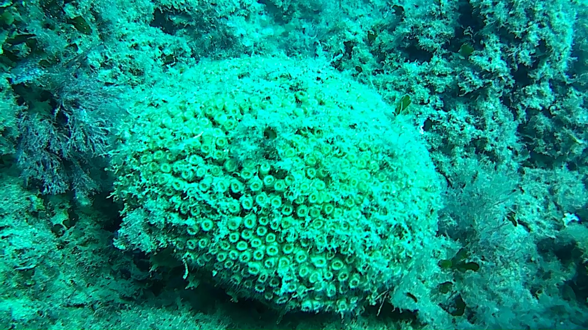 madrepora a cuscino – cladocora caespitosa – cushion coral – intotheblue.it – vlcsnap-2018-01-25-10h29m28s864