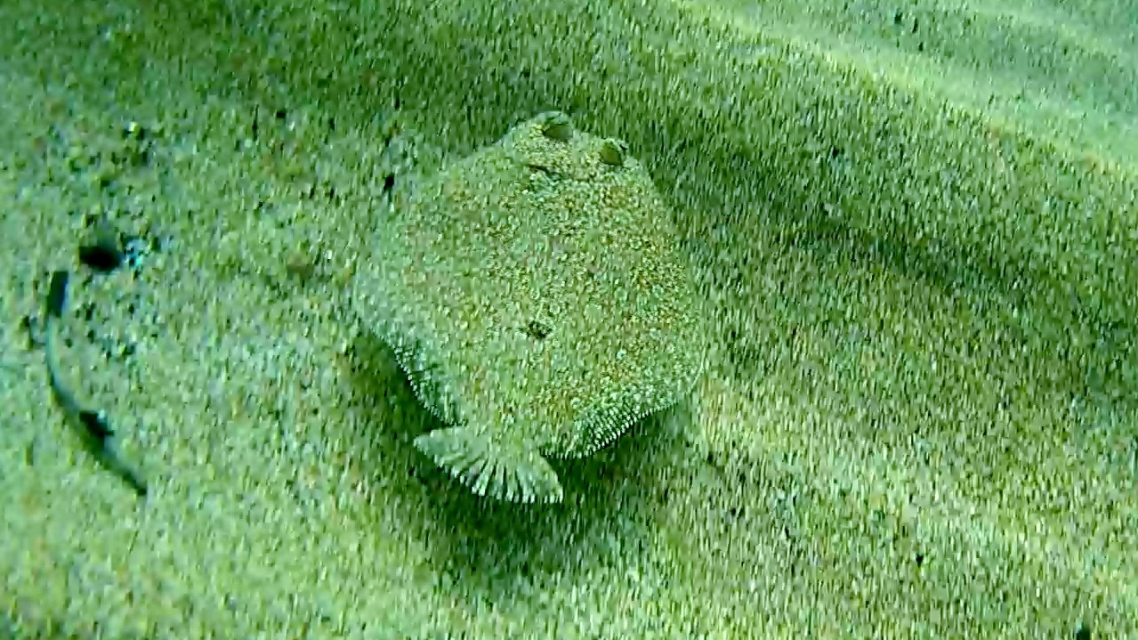 The Wide-eyed flounder