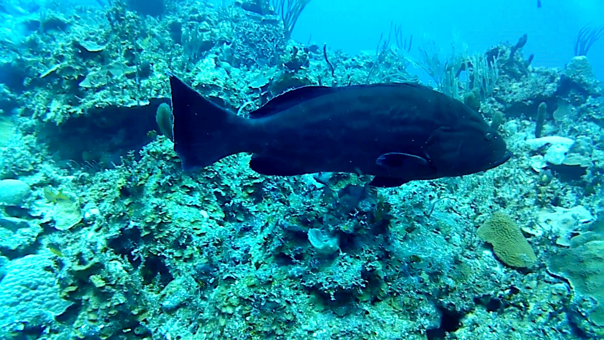 la cernia nera – the black grouper – intotheblue.it – vlcsnap-2019-02-25-16h35m21s283
