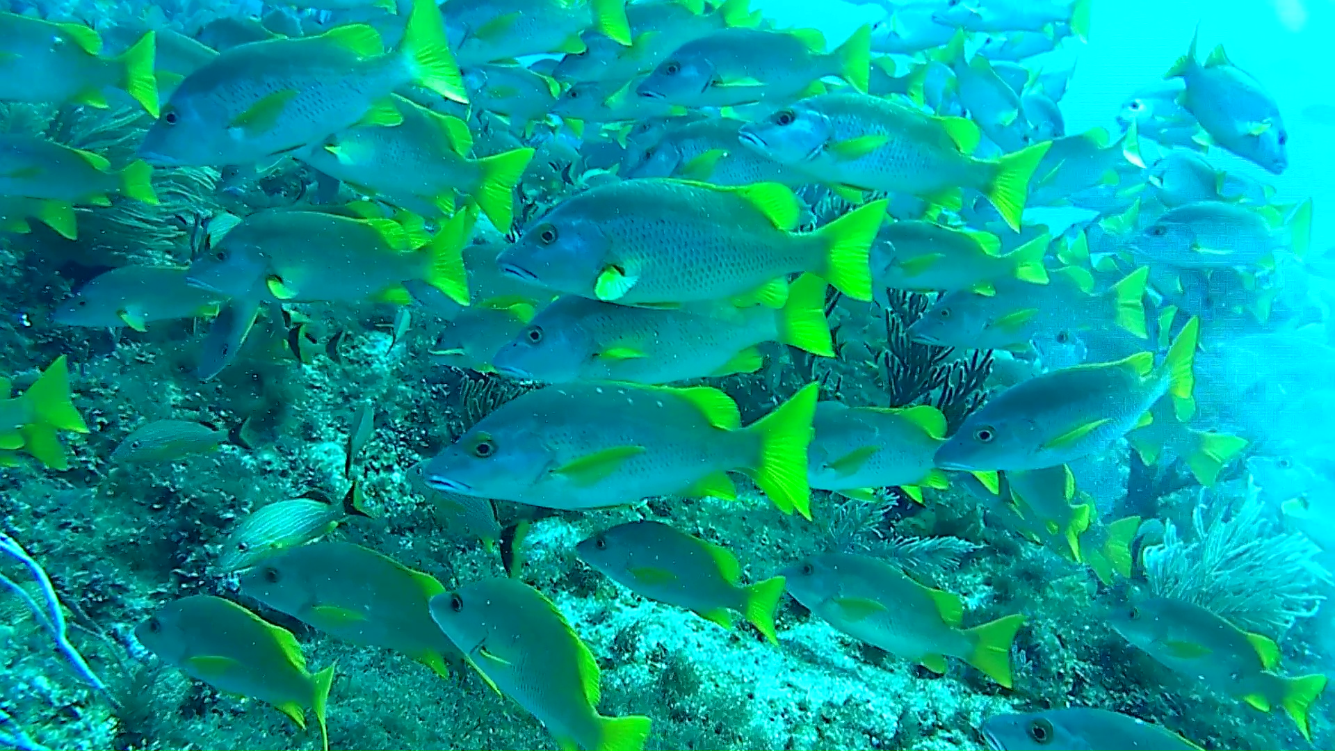 branco di pesci – herd of fish – intotheblue.it – vlcsnap-2019-02-25-18h01m12s382