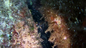 Sardinia Capo Carbonara Dusky Grouper