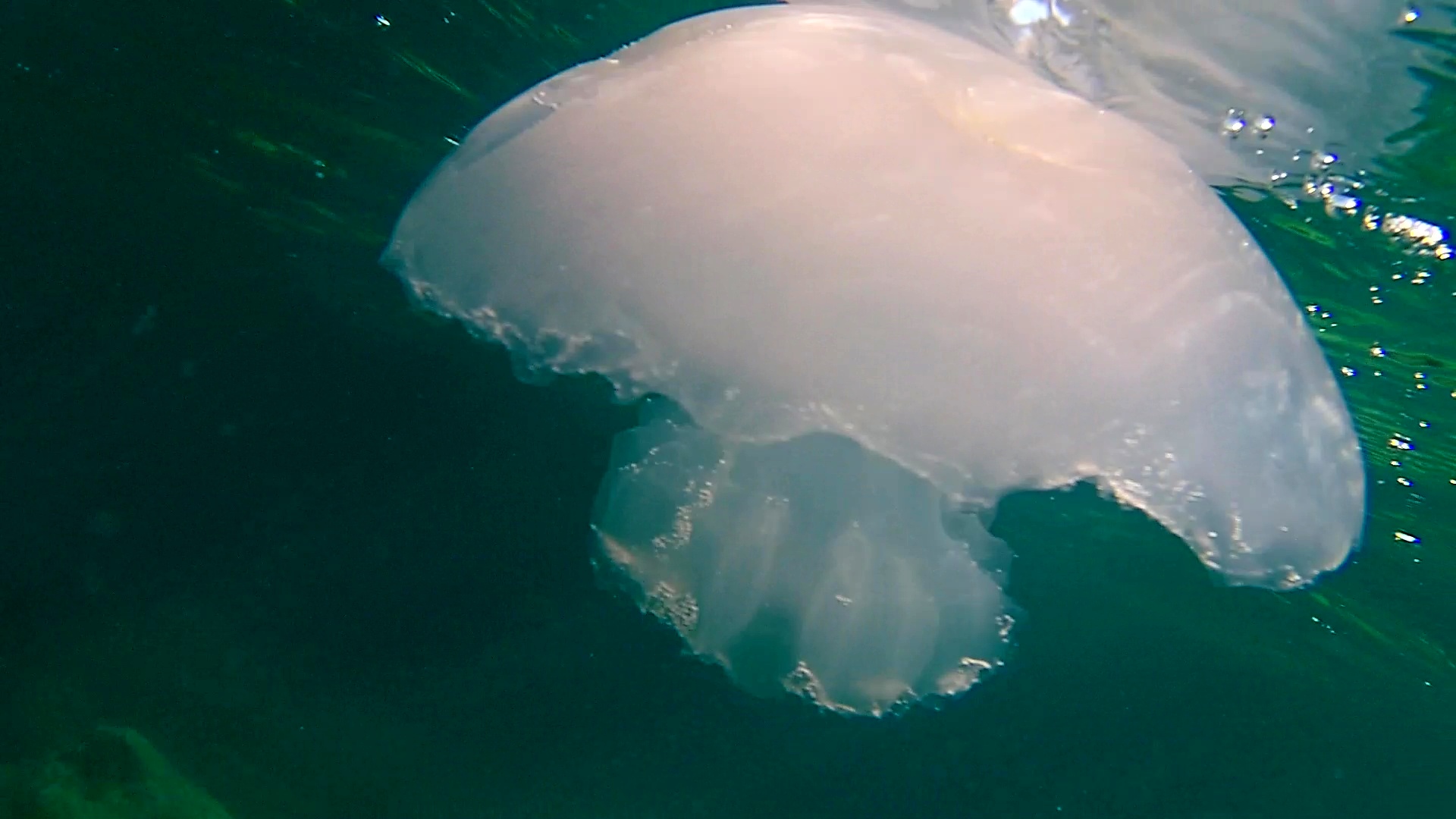 medusa parzialmente mangiata dai pesci – jellyfish partially eaten by fish – intotheblue.it – vlcsnap-2019-03-10-12h26m14s974