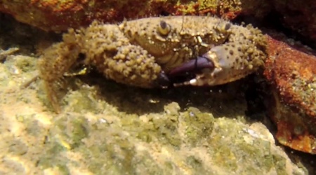 Granchio Favollo - Warty Crab - Eriphia verrucosa - intotheblue.it