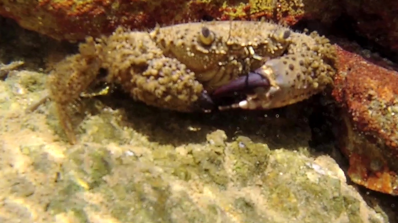 Granchio Favollo – Warty Crab – Eriphia verrucosa – intotheblue.it – vlcsnap-2019-03-19-15h06m54s364