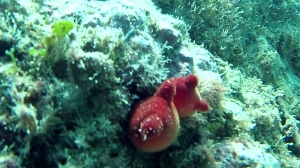 Red Sea Squirt - Halocynthia papillosa