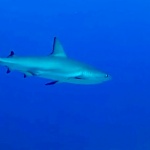 Squalo Grigio - Carcharhinus plumbeus