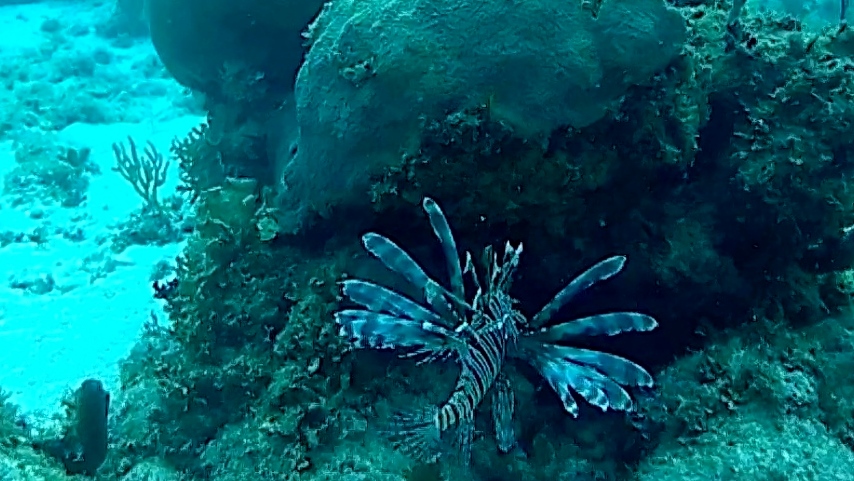 Pesce scorpione – red Lionfish – Pterois volitans –  intotheblue.it – vlcsnap-2019-04-11-15h26m06s384