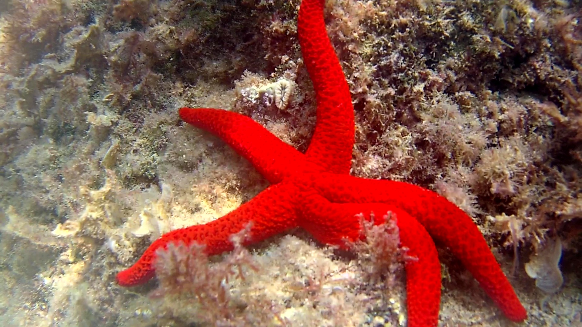 stella marina rossa – echinaster sepositus – mediterranean star red – intotheblue.it – vlcsnap-2019-04-23-11h12m59s883