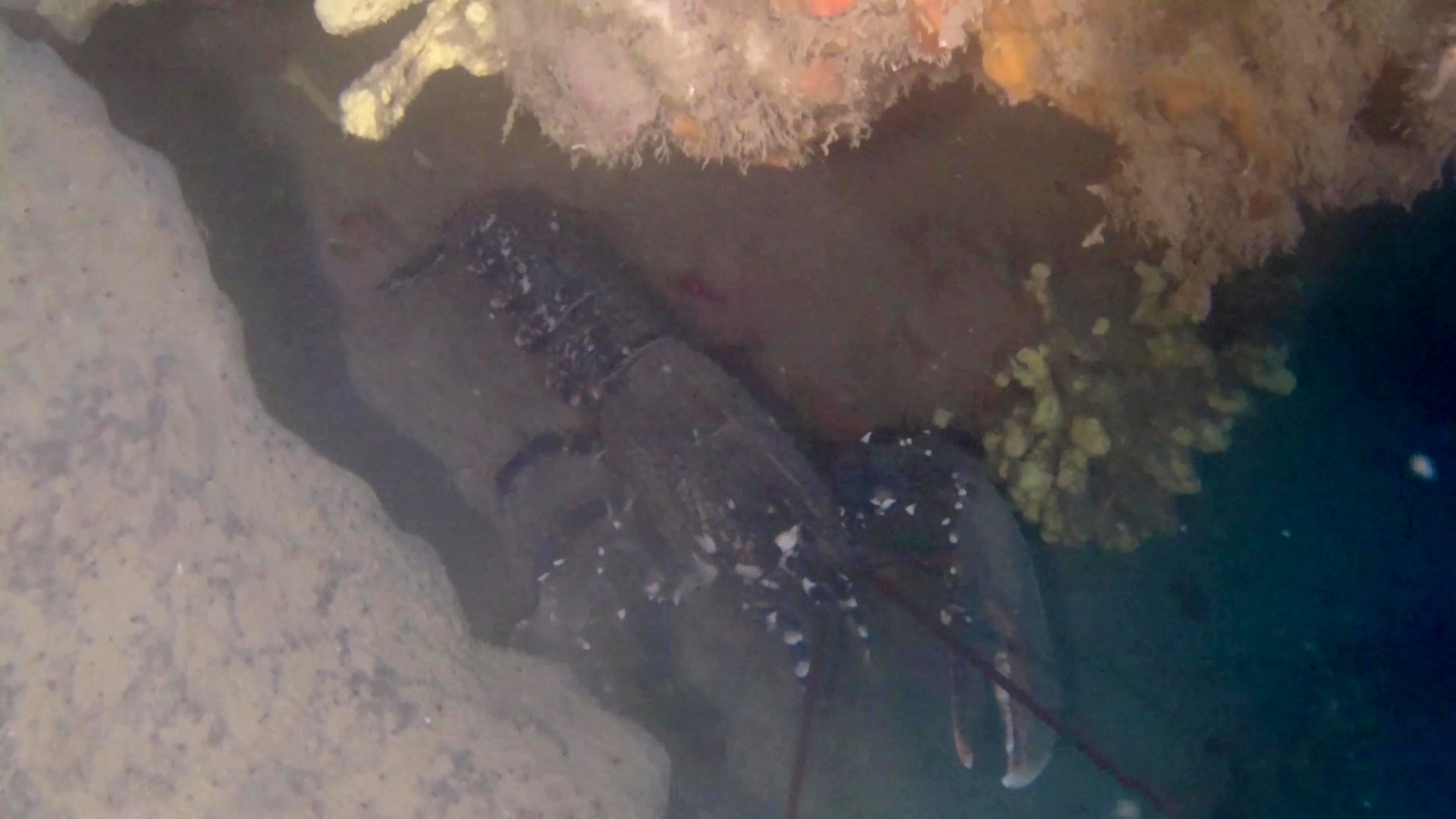 astice del mediterraneo – lupicante – homarus gammarus – mediterranean lobster – intotheblue.it – vlcsnap-2019-04-24-15h55m47s570