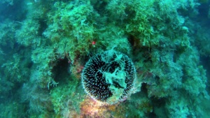 Purple Sea Urchin - Sphaerechinus granularis