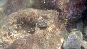 Ghiozzo Testone – The Giant Goby – Gobius Cobitis – intotheblue.it – vlcsnap-2019-05-03-16h11m53s994