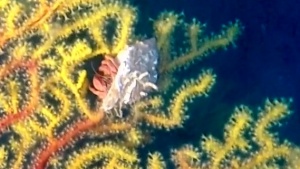 Pagurus on Gold Coral Savalia Savaglia