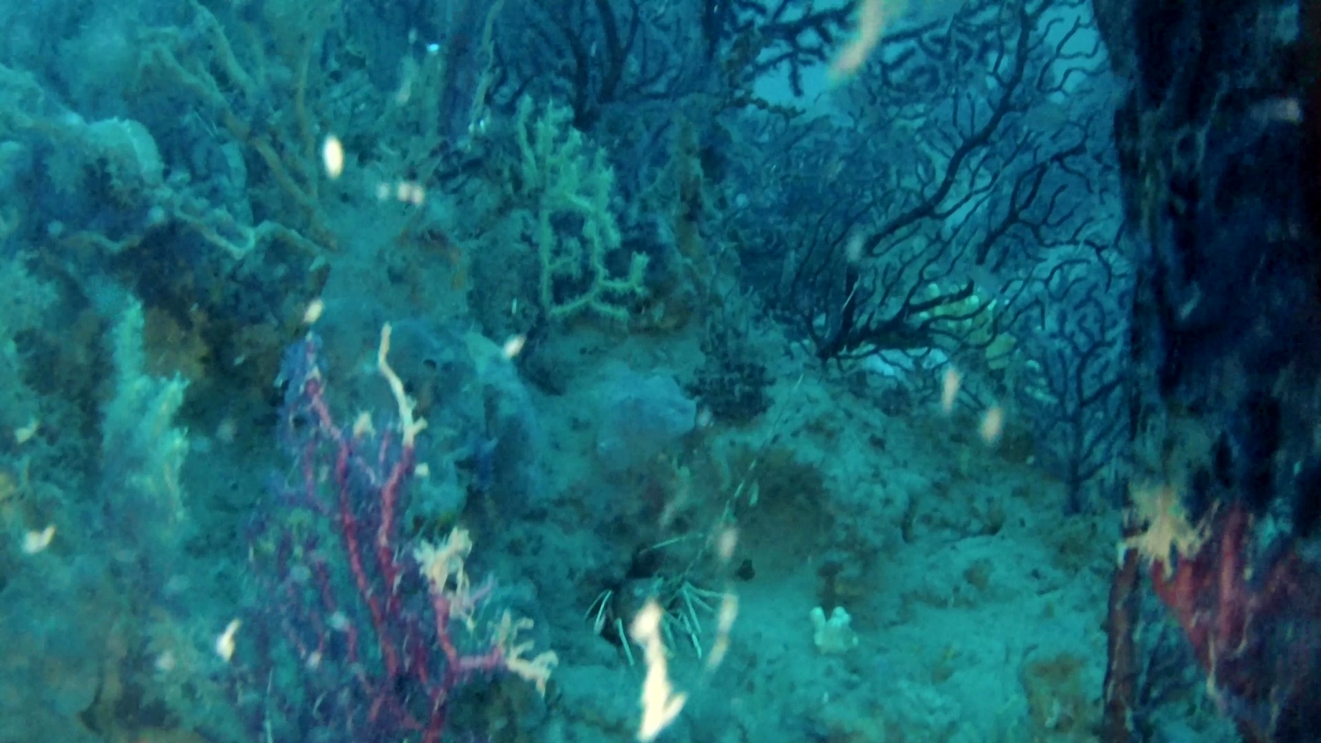 Mediterraneo: panorama sommerso mozzafiato – Mediterranean sea: underwater panorama breathtaking – intotheblue.it – vlcsnap-2019-03-12-16h01m25s202
