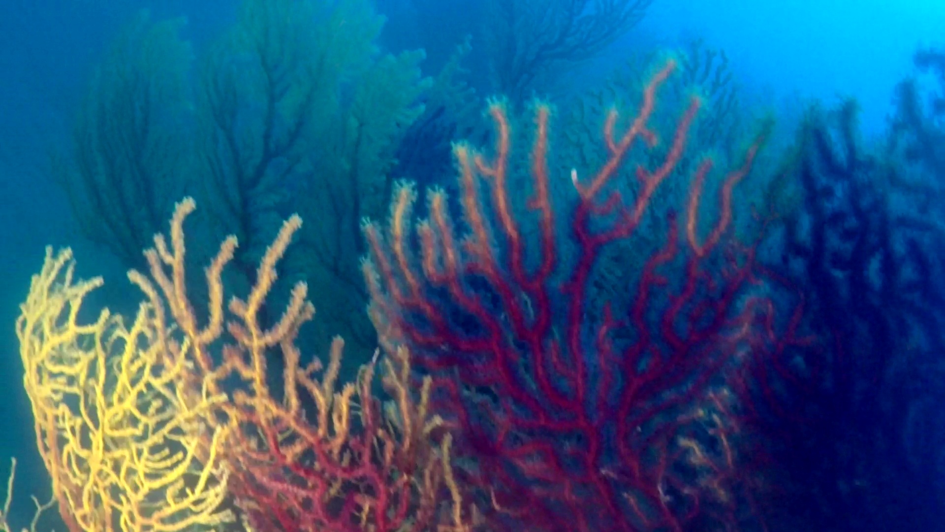Beautifull Gold Coral colony Savalia Savaglia