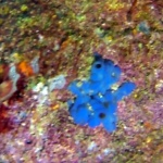 Spugna incrostante blu - Phorbas tenacior