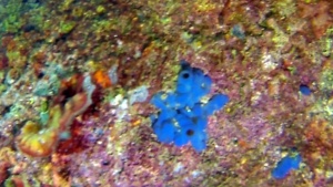 Spugna incrostante blu - Phorbas tenacior