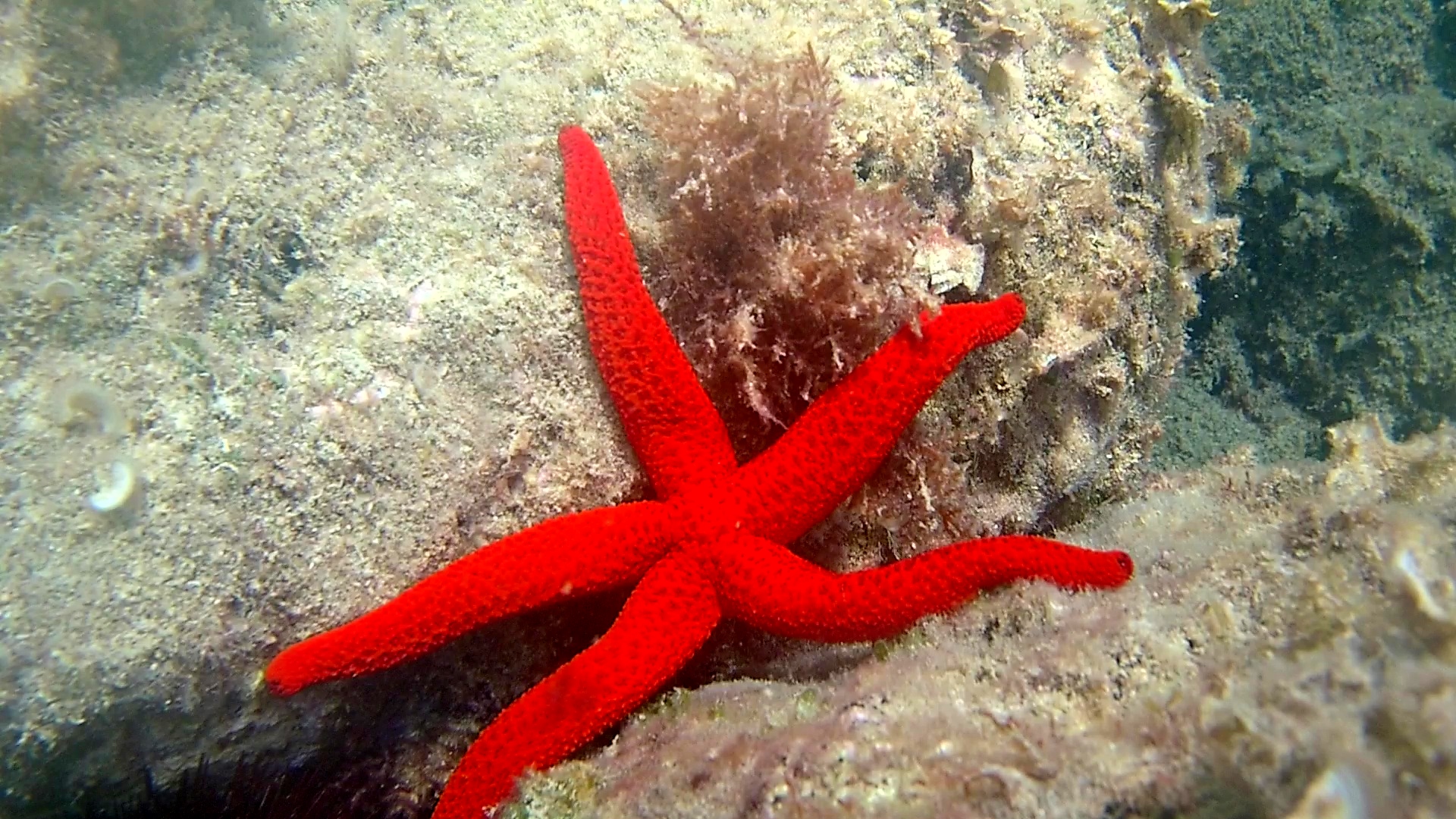 Stella Marina Rossa – Echinaster sepositus – Mediterranean Star Red – intotheblue.it – vlcsnap-2019-04-24-14h23m05s697