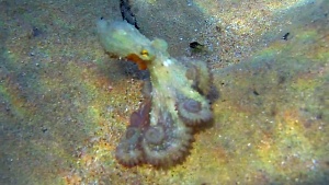 Octopus and Camera