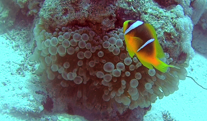 The Yellowtail Clownfish