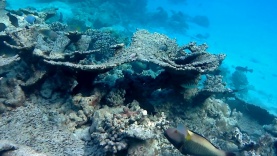 Acropora pulchra – table coral – intotheblue.it-2018-10-12-17h51m33s982-1024×575
