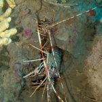 Crustaceans - Crustacea