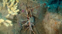 Crustaceans - Crustacea