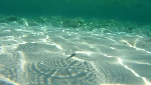 Sand Steenbras - Snorkeling in Sardinia