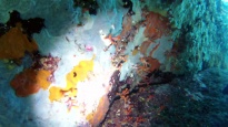 False Coral - Myriapora truncata