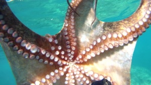 Octopus seen closely