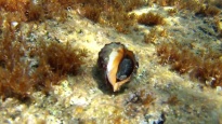 Red-mouthed rock shell - Muricidae - Stramonita haemastoma