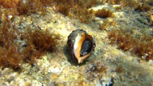 Red-mouthed rock shell - Muricidae - Stramonita haemastoma