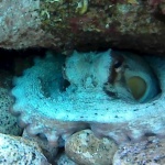 Polpo - Octopus vulgaris