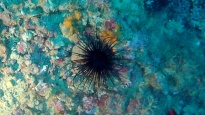 Coloured tube anemone - Cerianthus membranaceus