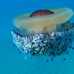Fried Egg jellyfish - Cotylorhiza tuberculata