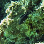 Damselfish - Chromis chromis