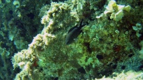 Damselfish - Chromis chromis
