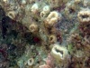 madrepora solitaria-scarlet coral-balanophyllia europea-2018-11-21-10h43m32s455-1024×575