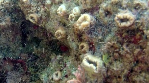 Scarlet Coral