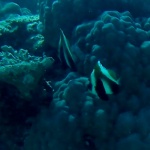 Pesce Farfalla Indiano - Chaetodon Mitratus