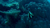 Pesce Farfalla Indiano - Chaetodon Mitratus