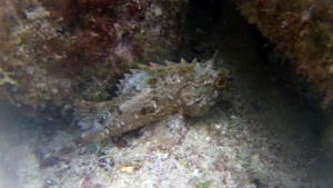 Black Scorpionfish - Scorpaena Porcus