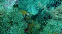Anellide Policheta - Polychaeta