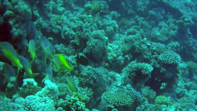 Triglia tropicale del Mar Rosso – The Goldsaddle Goatfish – Parupeneus cyclostomus – intotheblue.it – vlcsnap-2019-11-07-15h05m33s6661