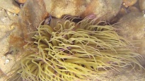 Anemone - Anemonia sulcata