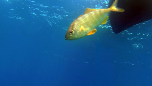 Curious fishs visit the Diver in decompression